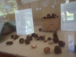 Mengenal Dunia Perkebunan di Museum? Bisa Kok
