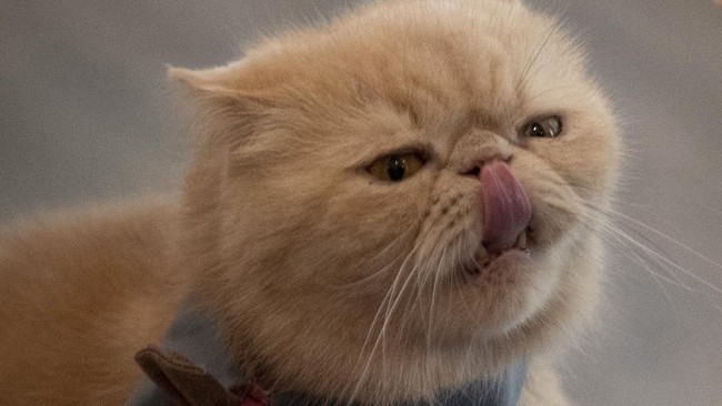 FOTO: Gemas Kucing-kucing yang Kembali Manjakan Pelanggan