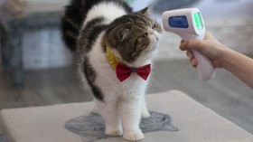 FOTO: Gemas Kucing-kucing yang Kembali Manjakan Pelanggan