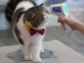 FOTO: Gemas Kucing-kucing yang Kembali Manjakan Pelanggan