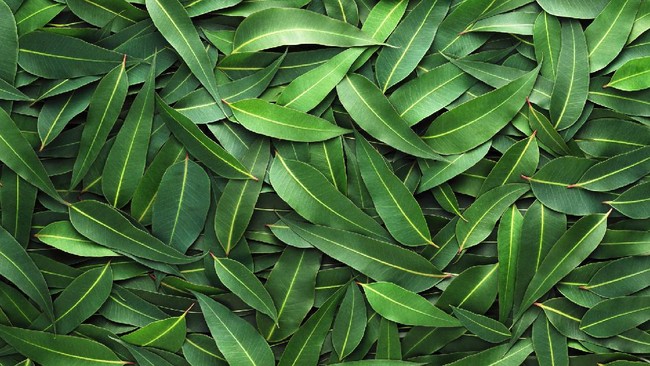 Eucalyptus leaf background