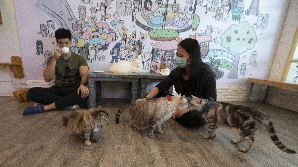 FOTO: Gemas Kucing-kucing yang Kembali Manjakan Pelanggan