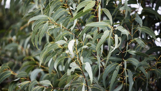 Leaves on an Australian eucalyptus gum tree