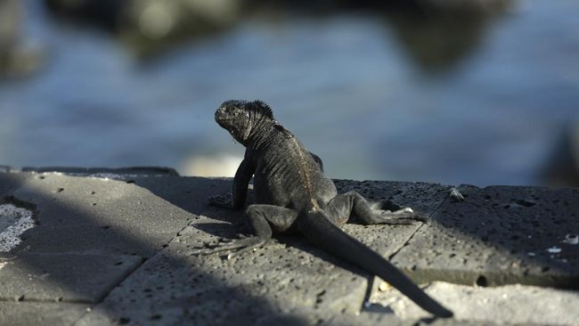 Darwin's Arch, formasi bebatuan yang ikonis di Galapagos, dikabarkan telah runtuh akibat erosi.