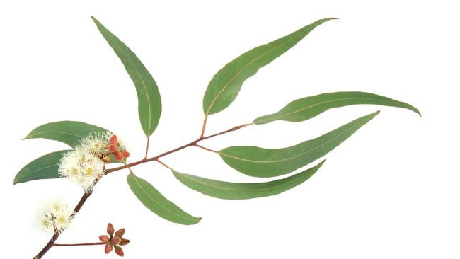 Eucalyptus branch with leaves, buds and blossom
