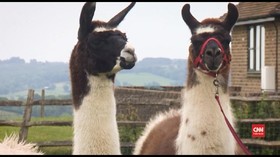 VIDEO: Antibodi dari Hewan Llama Diklaim Bisa Lawan Corona