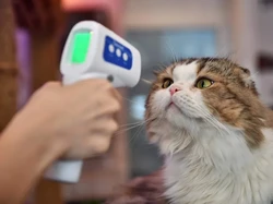 Studi: Meski Tanpa Gejala, Kucing Bisa Tularkan Corona ke Kucing Lain
