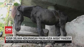 VIDEO: Kusir Delman Kekurangan Pakan Kuda Akibat Pandemi