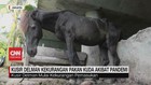 VIDEO: Kusir Delman Kekurangan Pakan Kuda Akibat Pandemi