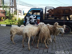 Pedagang Datangi DPRD Jember Bawa Kambing dan Sapi, Desak Pasar Hewan Dibuka