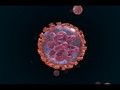 VIDEO: Melihat Cara Virus Corona Menginfeksi Organ Manusia