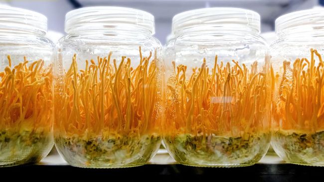 Cordyceps militaris mushroom in a glass bottles. (Scientific name:Ophiocordyceps sinensis) Cordyceps militaris will grow within a glass bottle. Asians are used as a body tonic.