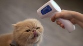 nyalang Edisi 16 Mei 2020 FILE - In this Friday, May 8, 2020 file photo, the owner of a cat cafe checks the temperature of one of her cats in Bangkok, Thailand. According to a study published on Wednesday, May 13, 2020, cats can spread the new coronavirus to each other without any of them ever having any symptoms. (AP Photo/Sakchai Lalit)