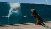 nyalang Edisi 16 Mei 2020 A small-clawed otter (R) faces a beluga whale in an aquarium at Hakkeijima Sea Paradise, which is closed amid the COVID-19 coronavirus pandemic, in Yokohama on May 8, 2020 as part of a theme park's project to deliver the state of animals through official website and SNS. (Photo by Kazuhiro NOGI / AFP)