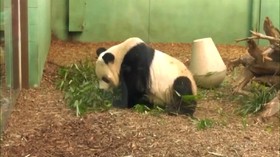 VIDEO : Gara - Gara Makanan, Panda Dikembalikan Ke Tiongkok