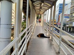 Detik-detik Penumpang TransJ Jatuh Pingsan di Halte Mangga Besar