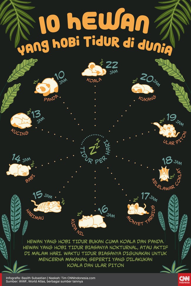 Infografis 10 Hewan yang Hobi Tidur di Dunia