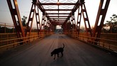 Paraguay Daratan yang A dog walks on the San Ignacio de Loyola International Bridge that crosses the Pilcomayo River, the natural border between Paraguay's Puerto Falcon and Argentina's Clorinda, Monday, April 27, 2020. The nations closed their borders amid the spread of the new coronavirus. (AP Photo/Jorge Saenz)