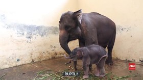 VIDEO: Lahir di Tengah Pandemi, Bayi Gajah Dinamai Covid
