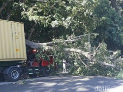 Pohon Tumbang Timpa Truk di Situbondo, Jalur Pantura Sempat Terganggu