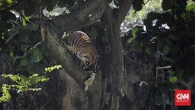Fakta Harimau Ragunan Kurus: Sudah Tua, Infeksi Saluran Kencing