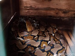 Ular Piton Bermunculan di Perkampungan Klaten, Sudah 5 Ekor Ditangkap