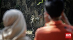 Dua Harimau Positif Covid, Ragunan Lacak Sumber Penularan