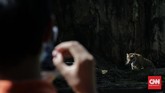 Pertunjukan Daring Harimau Sumatera Petugas merekam video polah harimau sumatera untuk disiarkan secara langsung melalui media sosial di Taman Margasatwa Ragunan, Jakarta, Minggu (17/5/2020). Siaran langsung polah dua harimau bernama Hana dan Tino itu bertujuan untuk memberikan wawasan tentang satwa dan hiburan kepada masyarakat selama masa pandemi COVID-19. CNN Indonesia/Adhi Wicaksono
