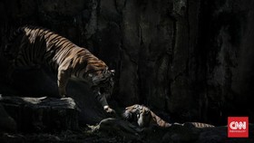 Kronologi Harimau Ragunan 'Tino dan Hari' Terinfeksi Covid-19