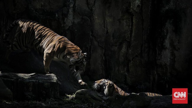 Dua harimau di kebun binatang Ragunan sempat mengalami sesak nafas, dan penurunan nafsu makan sebelum diketahui terpapar corona.