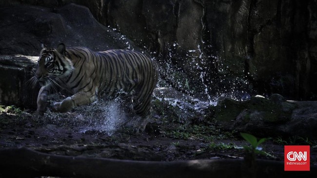 Pengelola Taman Margasatwa Ragunan memastikan tak ada satwa lain terpapar covid-19. Satwa terpapar covid hanya dua harimau, Tino dan Hari.