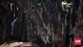 Kelahiran Langka Harimau Sumatra di Kebun Binatang Polandia