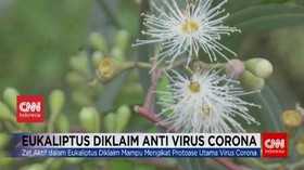 VIDEO: Eukaliptus, Tanaman yang Diklaim Anti Virus Corona