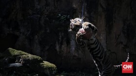 FOTO: Atraksi Daring Harimau Ragunan