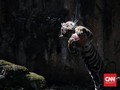 FOTO: Atraksi Daring Harimau Ragunan