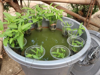 Dalam alur produksi lele dan sayur dalam ember, setelah memasang aerator pada ember, apa langkah selanjutnya?