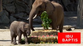 VIDEO: Menteri Ekonomi Jadi Ibu Baptis Bayi Gajah