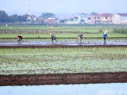 Hati-hati Bangun Rumah di Lahan Bekas Sawah, Ini Bahaya yang Menanti!