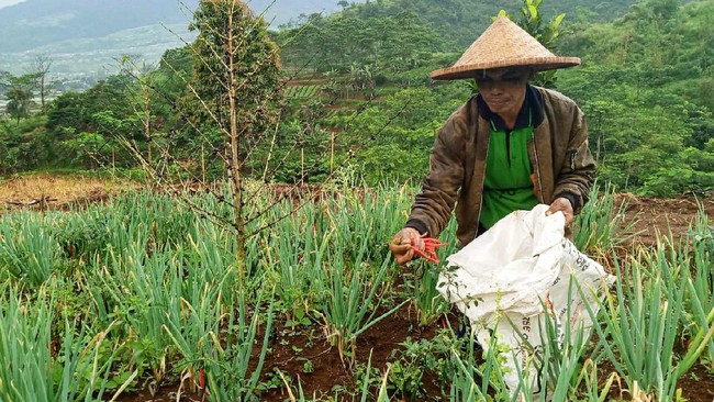 Dudu Duroni, petani di Kampung Tunggilis Pojok, Pacet, Cianjur mau tak mau terdampak corona. Kegiatan Donasi Sayur pun jadi titik terang akan masalah penyerapan hasil panen sayur petani.