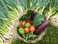 Menggantungkan Hidup Petani dalam Sebongsang 'Donasi Sayur'