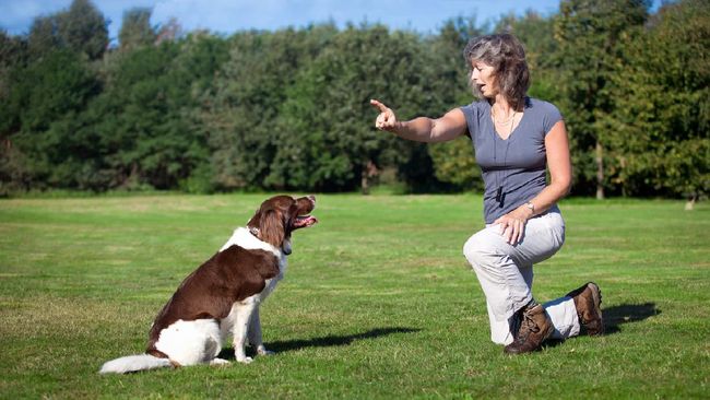 woman training her dog by giving a command