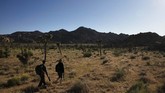 Virus Outbreak California Two hikers walk along a trail at Joshua Tree National Park in California, Tuesday, May 19, 2020. The park reopened this week after a lengthy closure to help slow the spread of the new coronavirus. (AP Photo/Jae C. Hong)