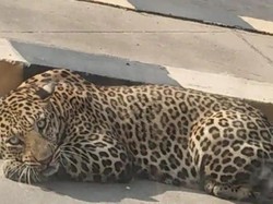 Macan Tutul Hebohkan Jalanan India, Tetiba Serang Sopir Truk