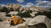 Wisata Taman Nasional Joshua Tree di California Marta Jerebets, left, and Arthur Pettit pitch their tent on a campground at Joshua Tree National Park in California, Tuesday, May 19, 2020. The park reopened this week after a lengthy closure to help slow the spread of the new coronavirus. (AP Photo/Jae C. Hong)