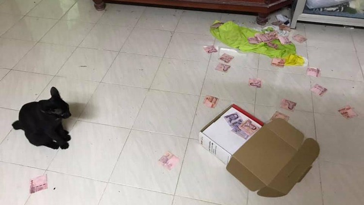 Kucing temukan uang