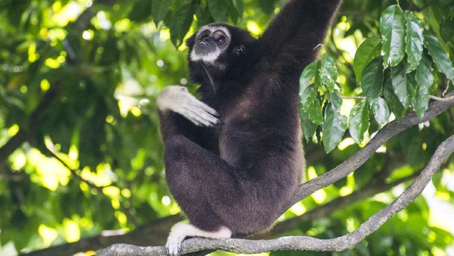 A Siamang (Gibbon) amongst the tree canopy in wildlife during a safari.