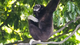 Kebun Binatang Ragunan Gelar Wisata Virtual bersama Siamang