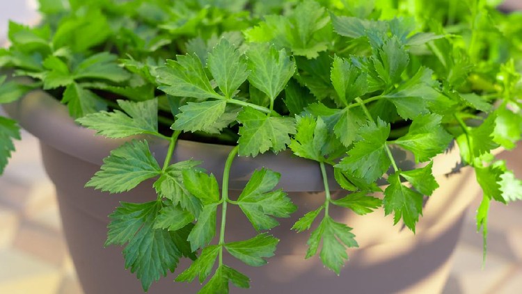 Tanaman seledri dalam pot Fresh homegrown celery in home garden pot