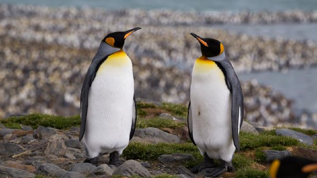 Seekor penguin kaisar tiba-tiba muncul di Pantai Ocean, Denmark, Australia. Ia berenang ribuan kilometer dari rumahnya di Antartika.