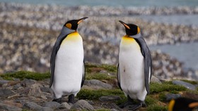 Penguin Antartika 'Jalan-jalan' ke Pantai Australia, Renang Ribuan KM